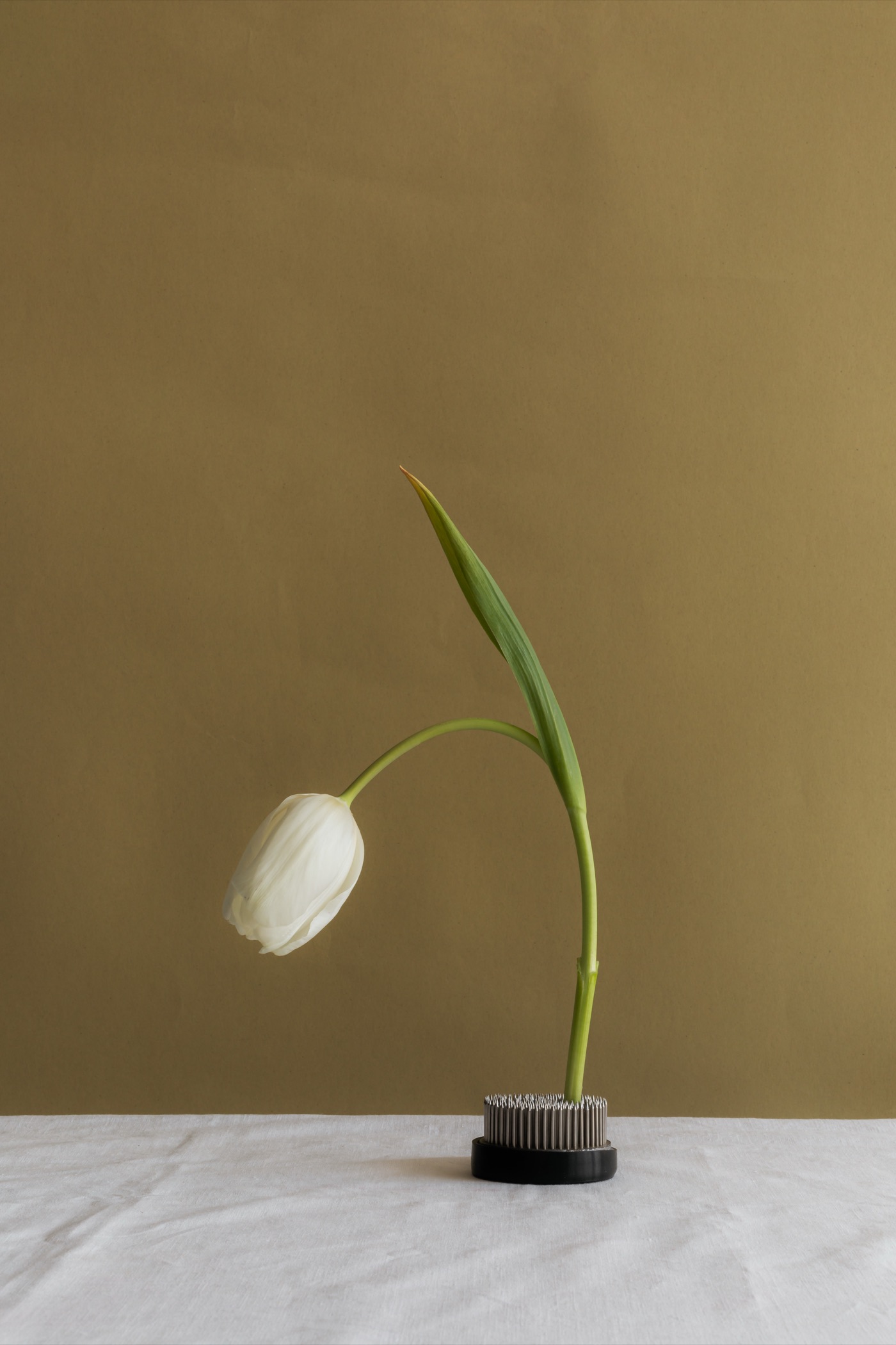 A single white tulip bowing from a floral frog on linen, against an olive wall